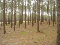 /album/avalia%c3%a7%c3%b5es-rusticas/floresta-pinhal-jpg/